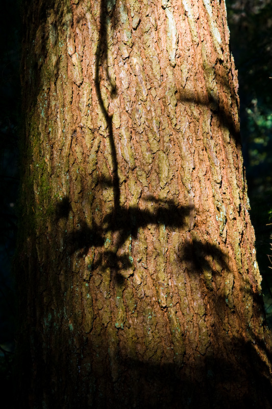 Shadow Of Maple Branch On Tree Trunk